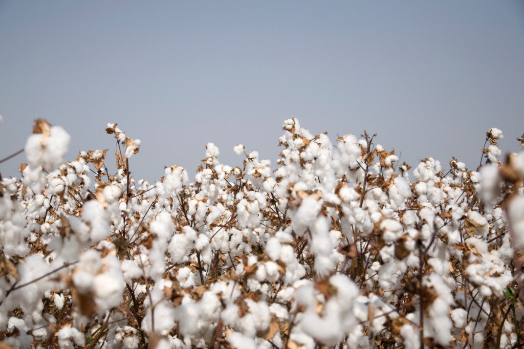 La Fleur de coton : histoire et caractéristiques d’une senteur iconique